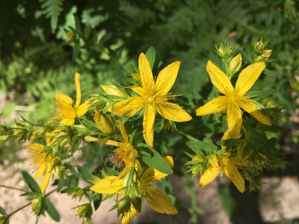 5 Topical Benefits for St. John's Wort Oil