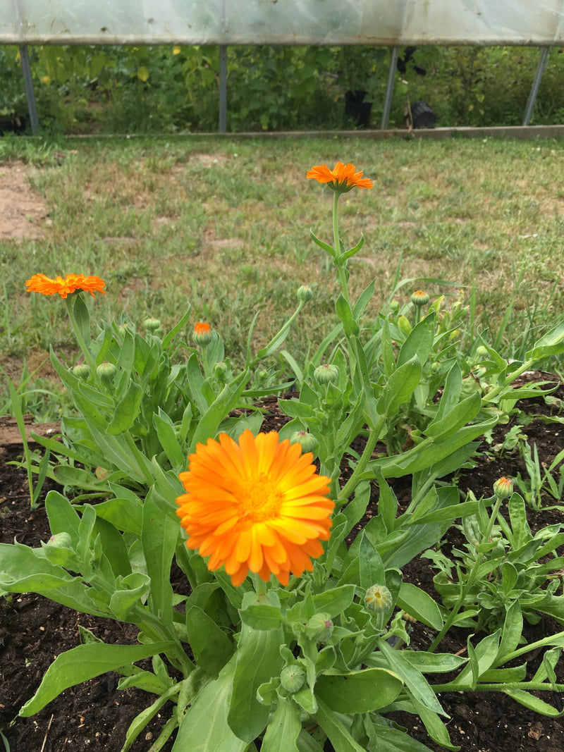 Calendula Cream 4 oz. "The Generator" - Creation Pharm