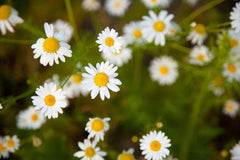 Calendula Cream 4 oz. 