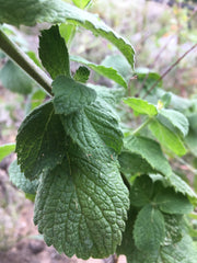 Mint Hydrosol - Hidrosol de mentha -Itch Relief For Allergic Reactions On Skin, Refreshing, Cooling - Creation Pharm